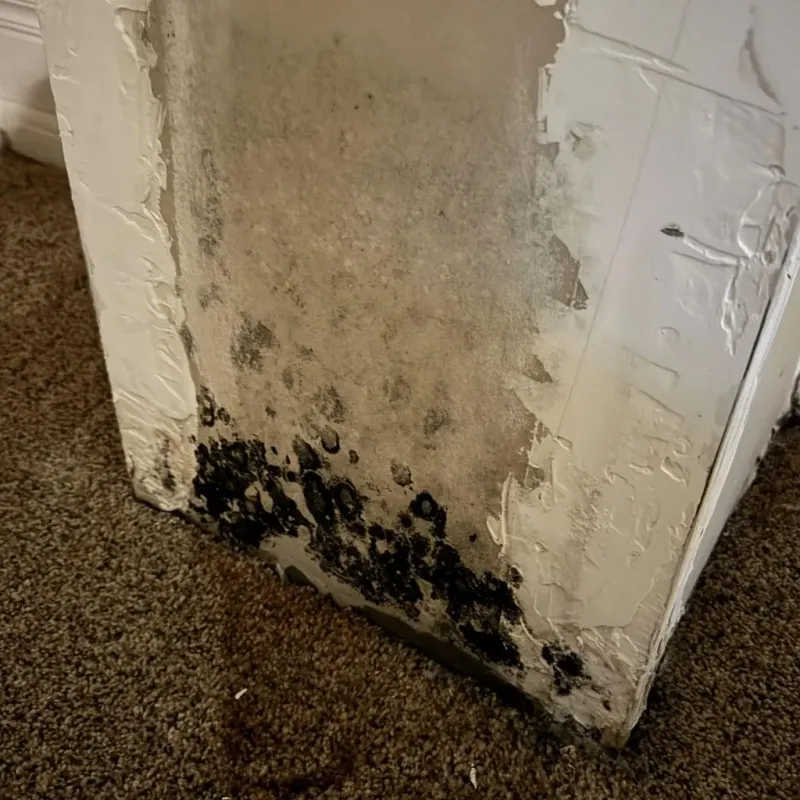 Professional Mold Removal in Warwick, RI